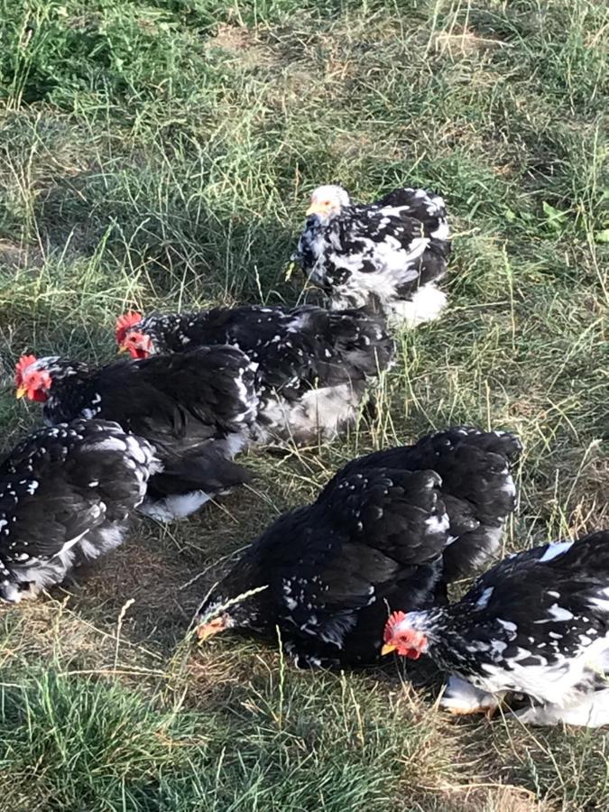 Agroturystyka Na Gorce Villa Nowa Wies Malborska Buitenkant foto