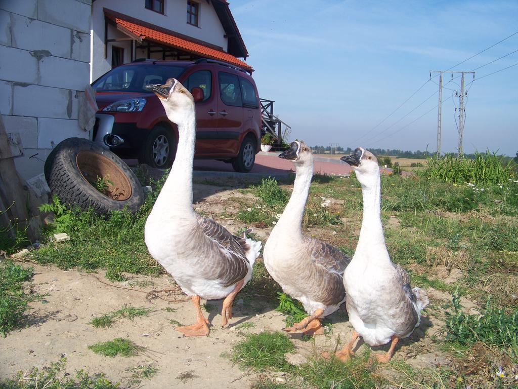 Agroturystyka Na Gorce Villa Nowa Wies Malborska Buitenkant foto